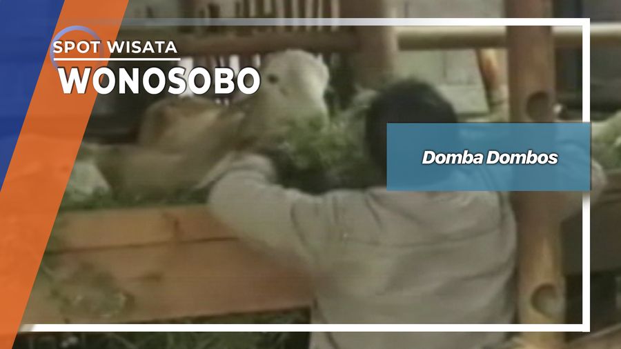Domba Dombos, Wonosobo