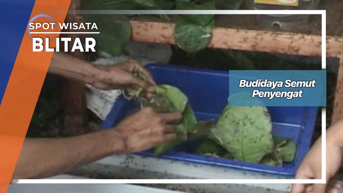Budidaya Semut Penyengat, Blitar