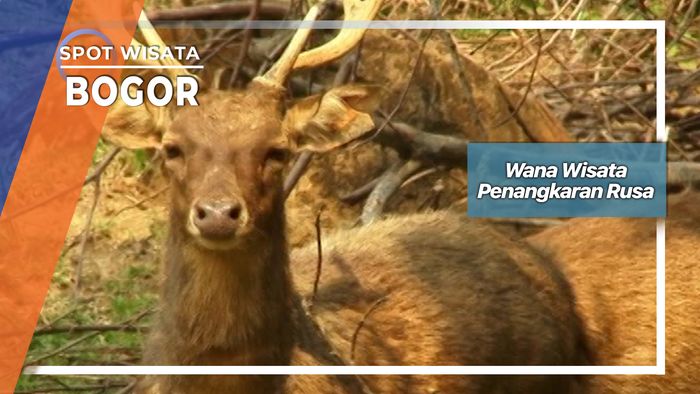 Wana Wisata Penangkaran Rusa, Bogor