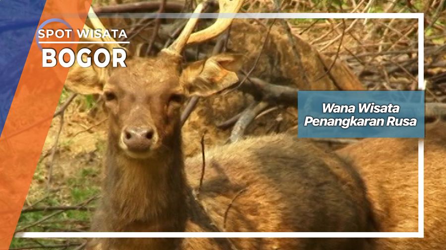 Wana Wisata Penangkaran Rusa, Bogor