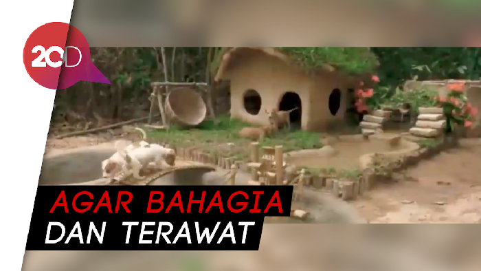 Pria Thailand Ini Buat Kandang Mewah untuk Hewan Terlantar