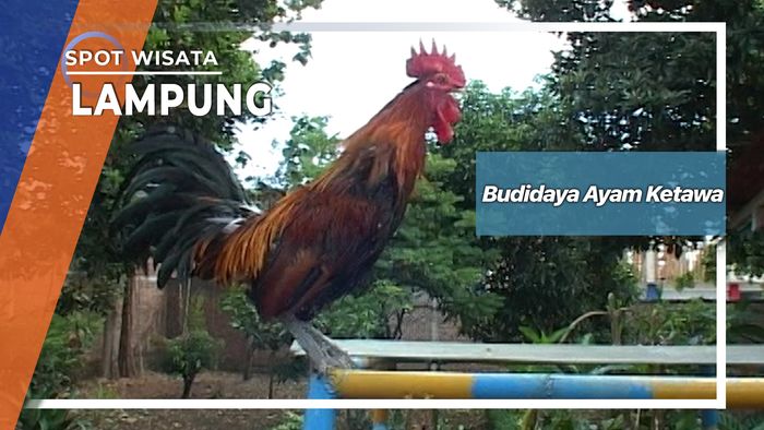 Budidaya Ayam Ketawa Lampung