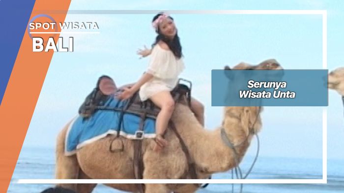 Serunya Wisata Unta Bali
