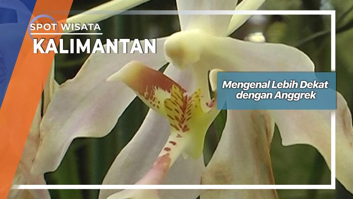 Mengenal Lebih Dekat dengan Anggrek, Kalimantan