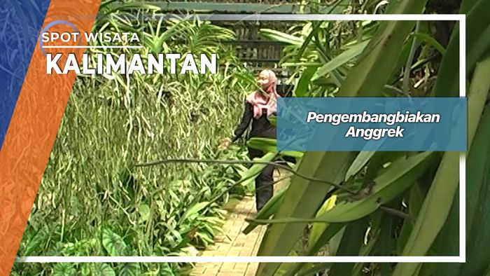 Pengembangbiakan Anggrek, Kalimantan