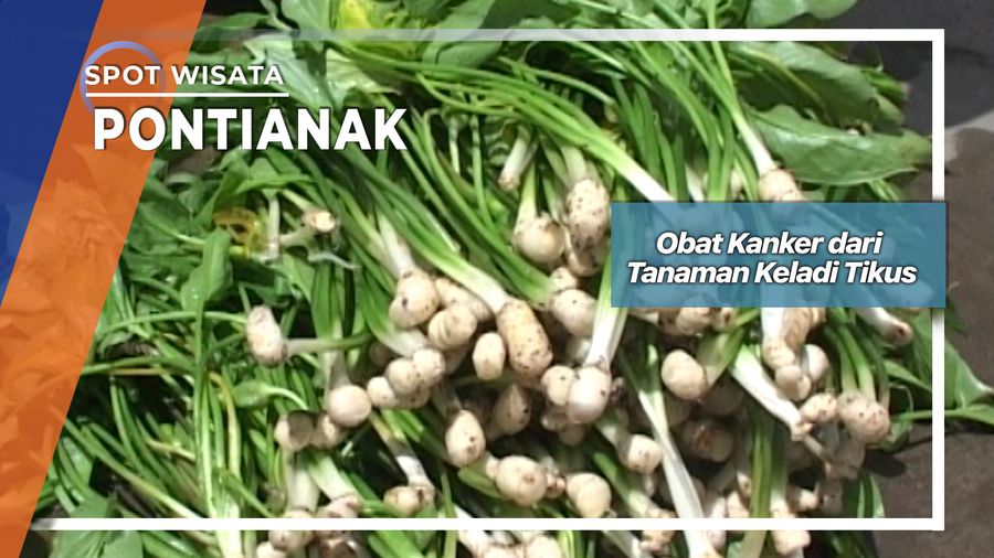 Obat Kanker dari Tanaman Keladi Tikus, Pontianak