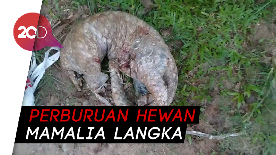 Bangkai Trenggiling Tak Bersisik Ditemukan di Pinggir Sungai Jambi
