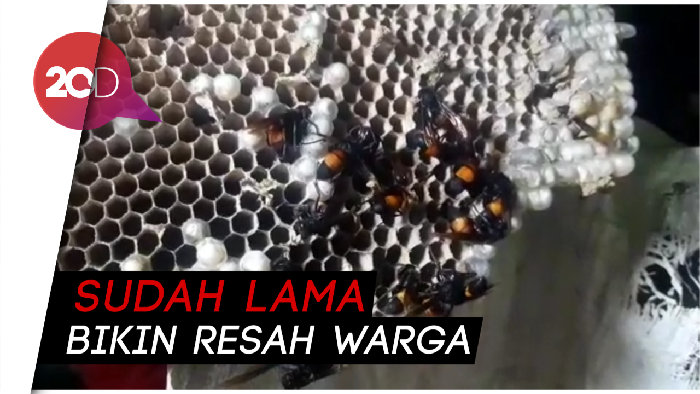 Bikin Resah Warga, Tawon Vespa dan Sarangnya di Sukabumi Dievakuasi