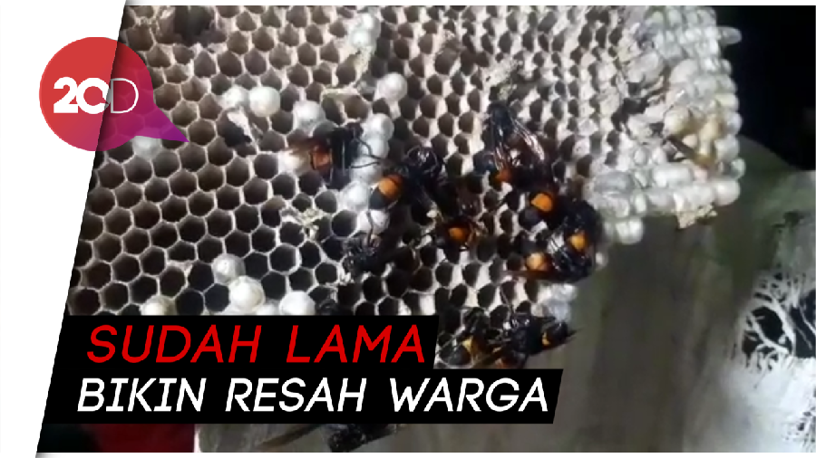Bikin Resah Warga, Tawon Vespa dan Sarangnya di Sukabumi Dievakuasi