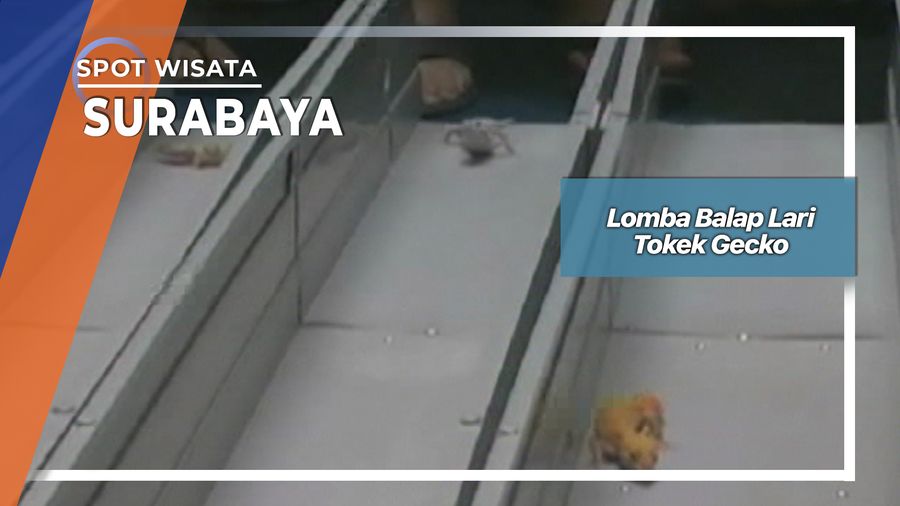 Lomba Balap Lari Tokek Gecko, Surabaya