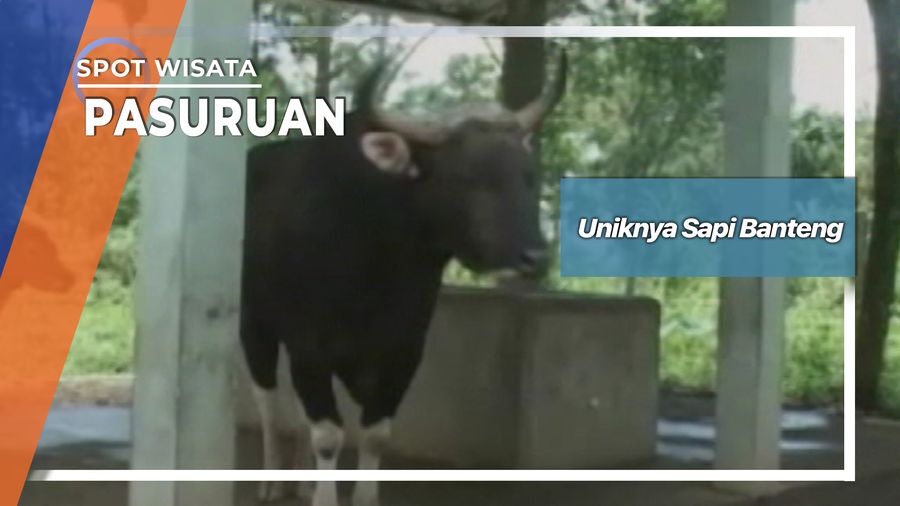 Uniknya Sapi Banteng, Pasuruan