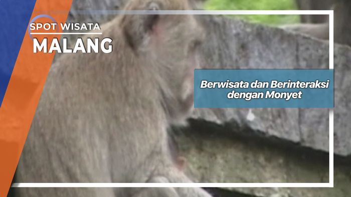 Berwisata dan Berinteraksi dengan Monyet, Malang