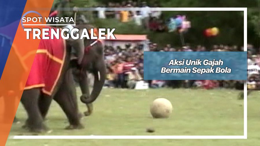 Aksi Unik Gajah Bermain Sepak Bola, Trenggalek