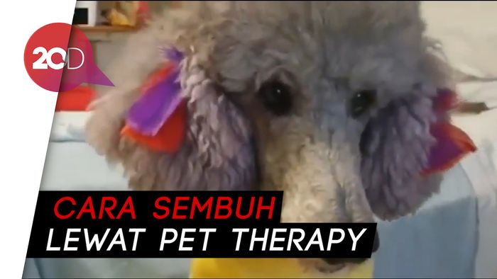 Anjing Penghibur yang Bikin Pasien Kembali Sehat