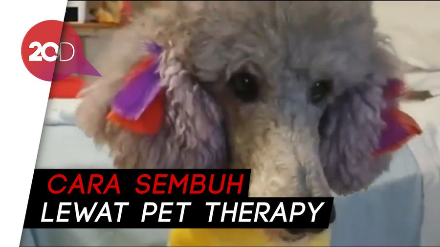 Anjing Penghibur yang Bikin Pasien Kembali Sehat