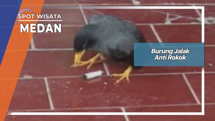 Burung Jalak Anti Rokok, Medan