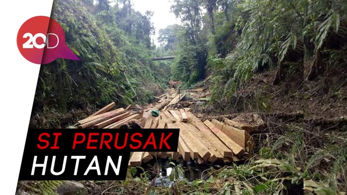 Jadi tersangka Ilegal Logging, Anggota DPRD Bolaang Diciduk