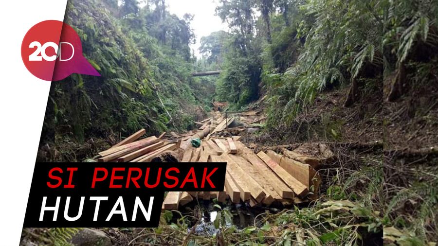 Jadi tersangka Ilegal Logging, Anggota DPRD Bolaang Diciduk