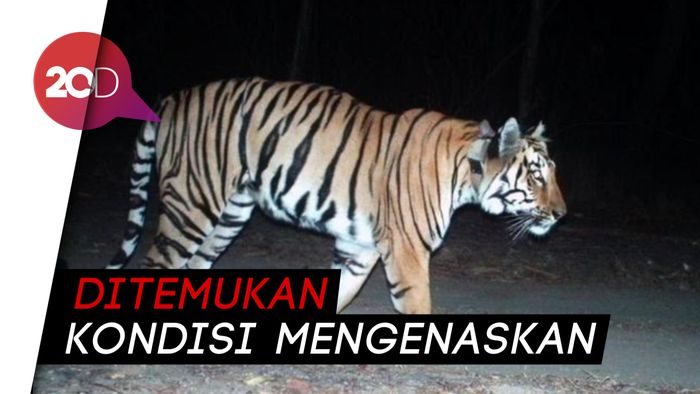 Petani Pagaralam Dimangsa Harimau Sumatera 