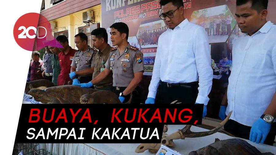 BKSDA Jatim Amankan Satwa Dilindungi Milik Warga Pasuruan