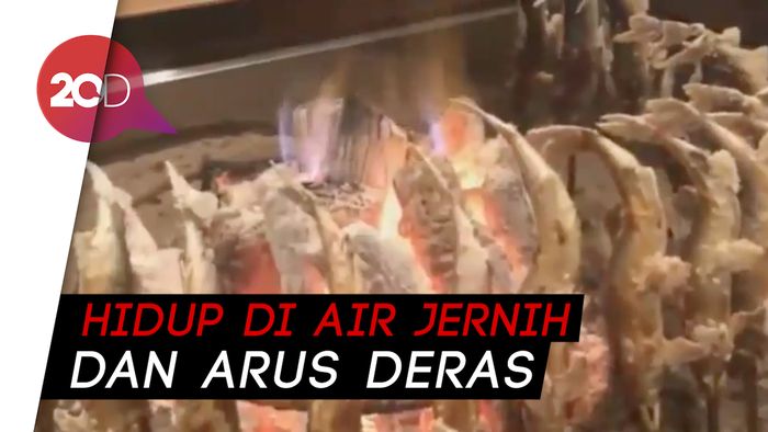 Ikan Ayu Bakar Khas Jepang yang Mulai Langka