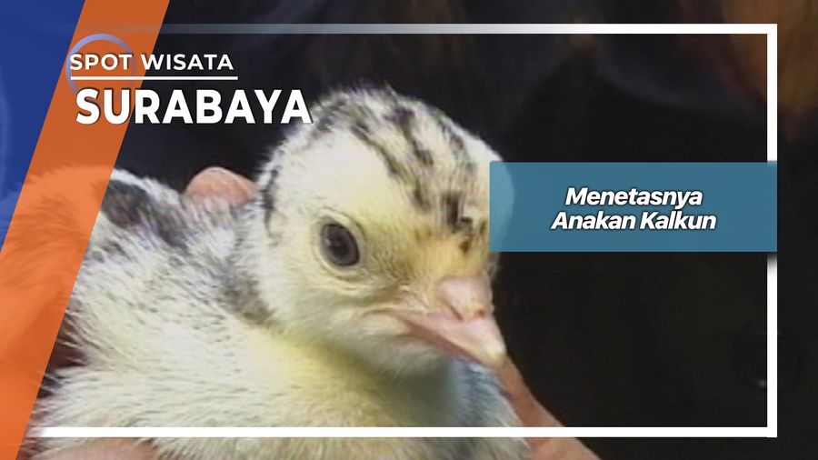 Menetasnya Anakan Kalkun Surabaya