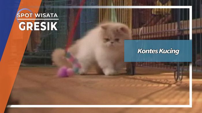 Kontes Kucing di Gresik