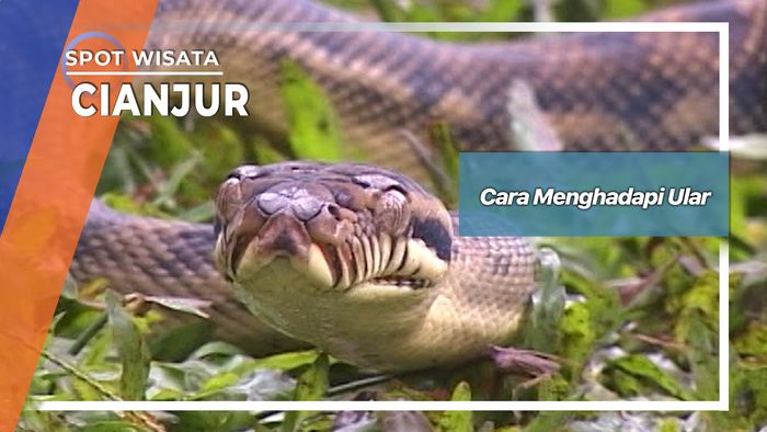 Menghadapi Ular Cianjur Jawa Barat