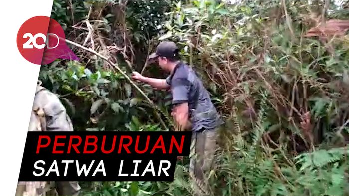 BBKSDA Riau Temukan 170 Jerat Satwa, Ini yang Terjadi Jika Tersentuh