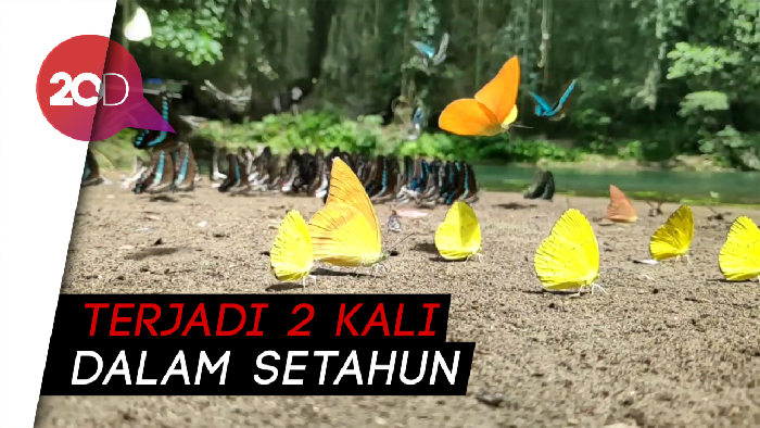 Fenomena Langka Berkumpulnya Ribuan Kupu-kupu di Bantimurung