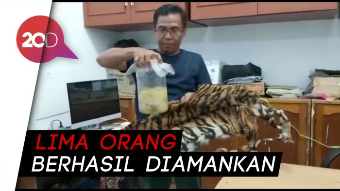 Gakkum LHK Amankan Kulit dan Janin Harimau di Riau