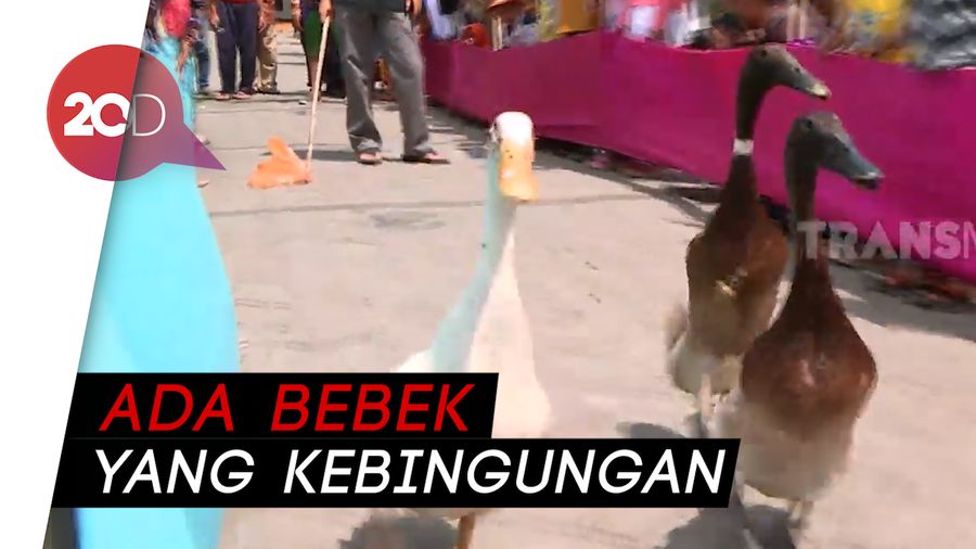 Serunya Aksi Adu Balap Bebek di Temanggung