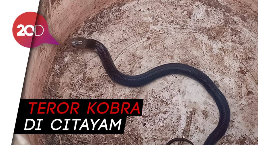 Teror Kobra di Citayam Berlanjut Walau 30 Anaknya Telah Ditangkap