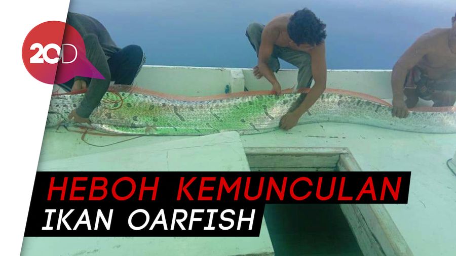  Penemuan Ikan Oarfish di Pulau Selayar Bikin Heboh Warga
