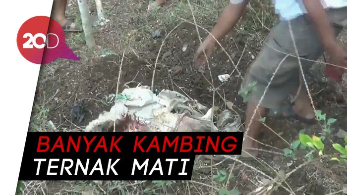 Kawanan Anjing Liar Meneror, Begini Keresahan Warga Probolinggo