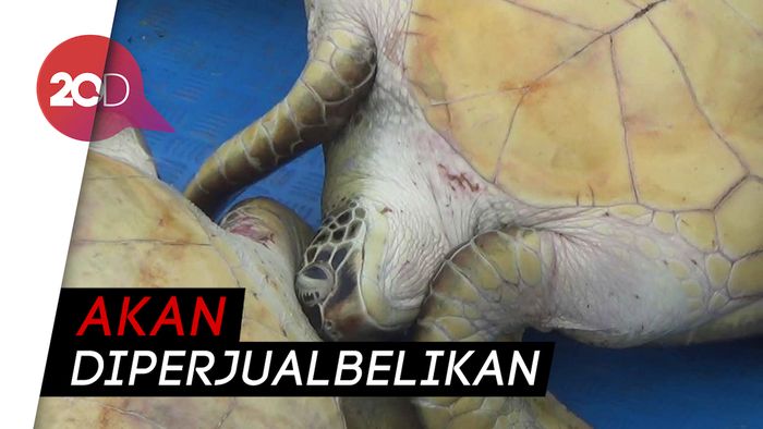 Polairud Sulteng Lepasliarkan 23 Penyu Sisik Hijau Hasil Tangkapan Nelayan 