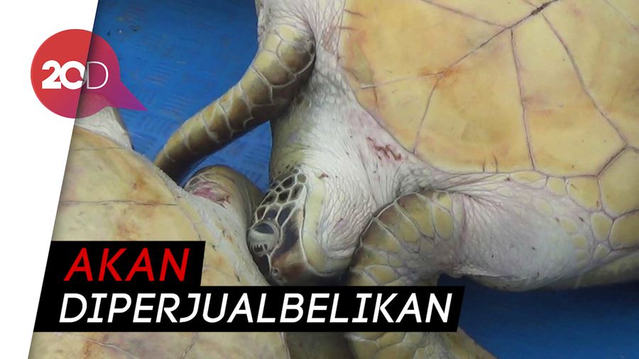 Polairud Sulteng Lepasliarkan 23 Penyu Sisik Hijau Hasil Tangkapan Nelayan 