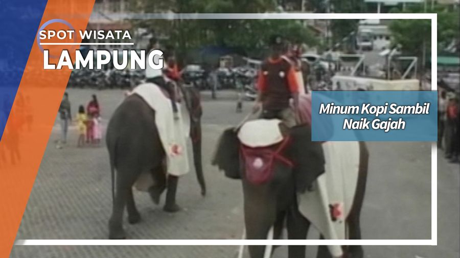 Minum Kopi Sambil Naik Gajah, Lampung
