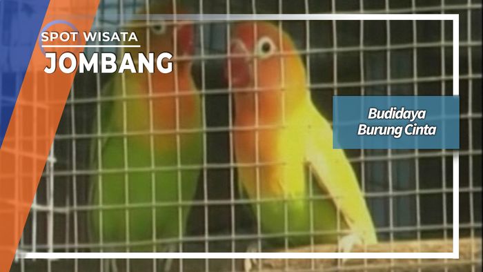 Budidaya Burung Cinta di Jombang