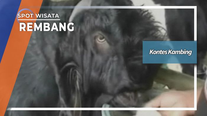 Kontes Kambing di Rembang
