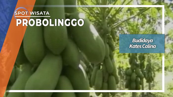 Budidaya Kates Calina, Probolinggo