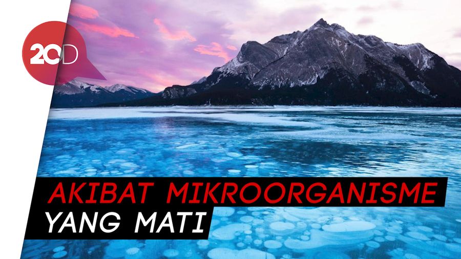 Mengintip Indahnya Gelembung Beku dalam Danau