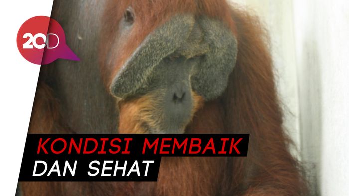 Orangutan Paya Dilepasliarkan Usai Sembuh Dari Luka