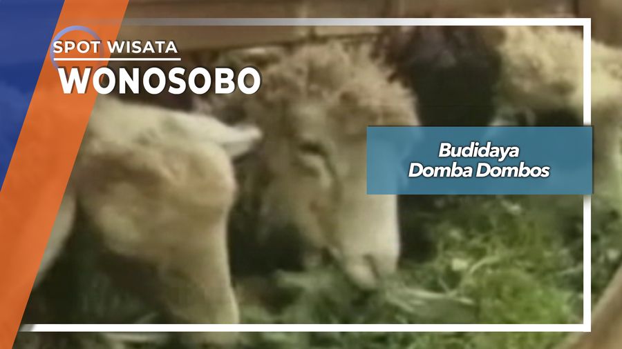 Budidaya Domba Dombos, Wonosobo