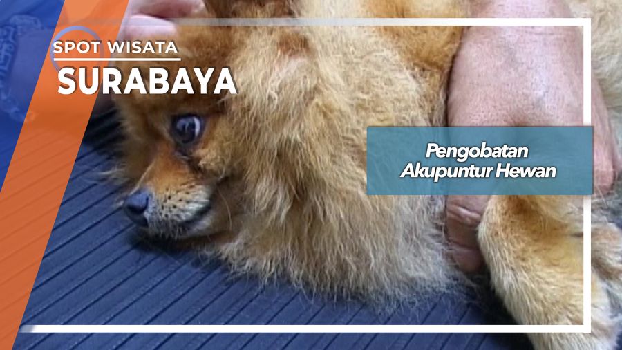 Pengobatan Akupuntur Hewan, Surabaya