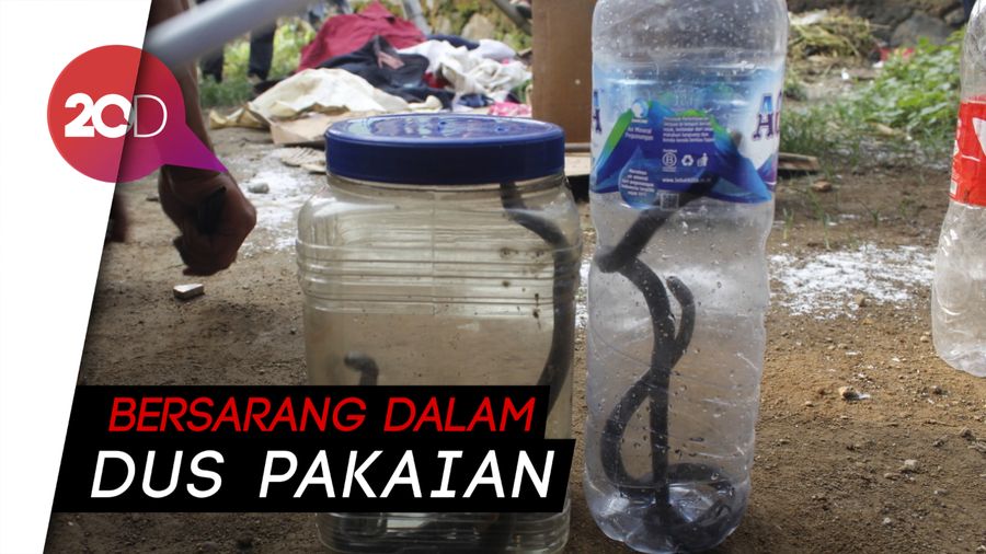Petugas Damkar Purwakarta Tangkap 13 Anak Kobra di Rumah Warga