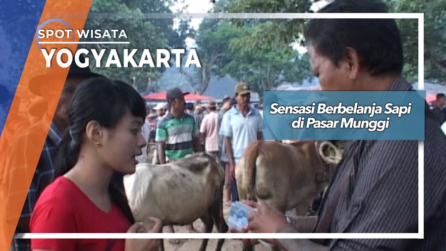 Sensasi Berbelanja Sapi di Pasar Munggi, Yogyakarta