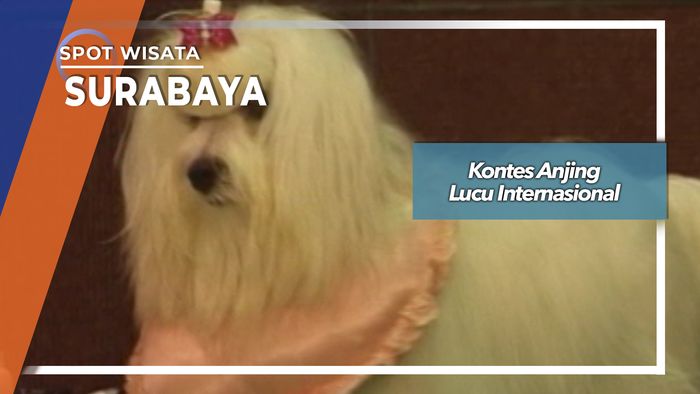 Kontes Anjing Lucu Internasional, Surabaya