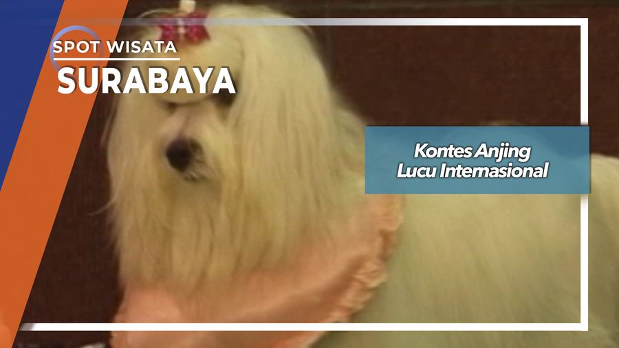 Kontes Anjing Lucu Internasional, Surabaya