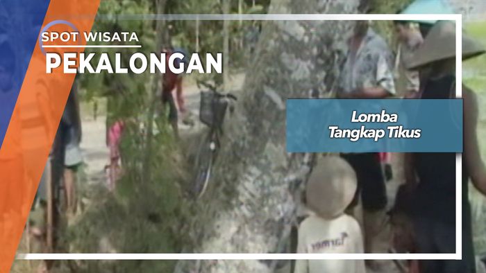 Lomba Tangkap Tikus, Pekalongan